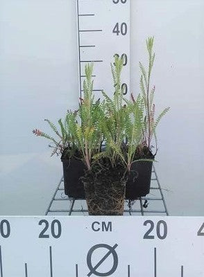 Achillea filip. 'Credo'