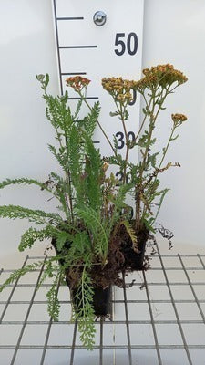 Achillea hybr. 'Feuerland'