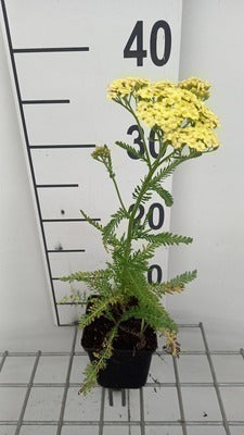 Achillea mil. 'Sunny Seduction'