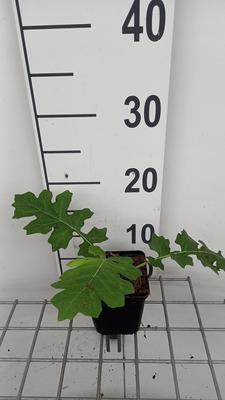 Acanthus hungaricus