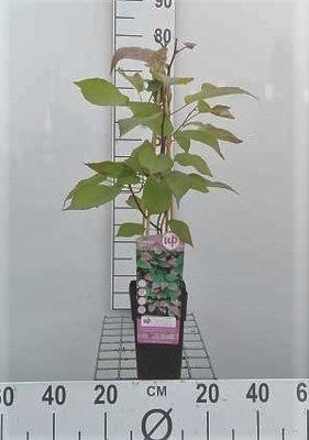 Actinidia kolomikta