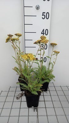 Achillea hybr. 'Little Moonshine'