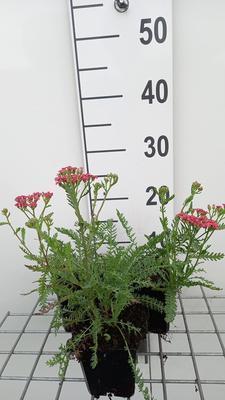 Achillea mil. 'Apricot delight'