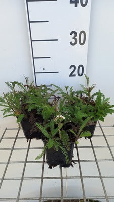 Achillea mil. 'Apfelblüte'