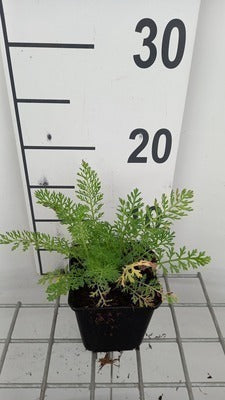 Achillea mil. 'Cassis'