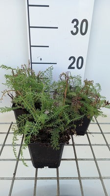 Achillea mil. 'Christel'