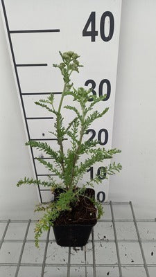 Achillea mil. 'Excel'