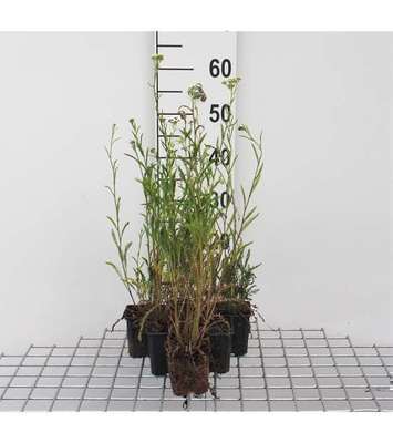 Achillea millefolium
