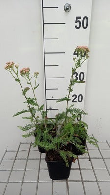 Achillea mil. 'Lachsschönheit' (= 'salmon beauty')