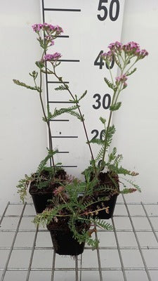 Achillea mil. 'Lilac Beauty'