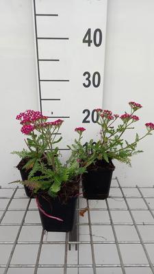 Achillea mil. 'New Vintage Violet'