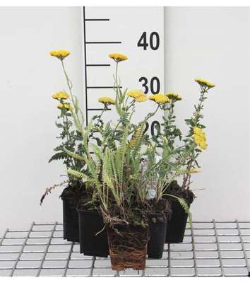 Achillea hybr. 'Moonshine'