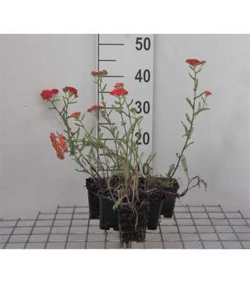 Achillea mil. 'Paprika'