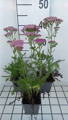 Achillea mil. 'Pink Grapefruit'