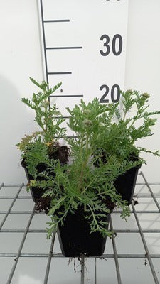 Achillea mil. 'Pomegranate'