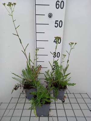 Achillea mil. 'Proa'