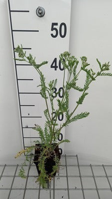 Achillea mil. 'Red Beauty'