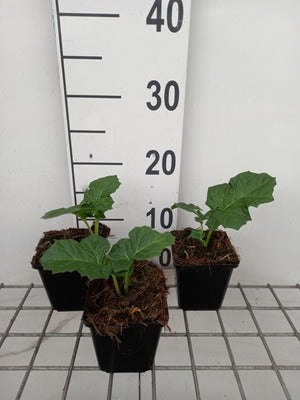 Acanthus mol. 'Rue Ledan'