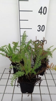 Achillea mil. 'Schneetaler'