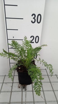 Achillea mil. 'Summer Pastels'