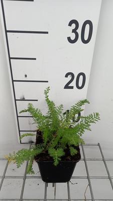 Achillea mil. 'Summerwine'