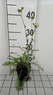 Achillea mil. 'White Beauty'