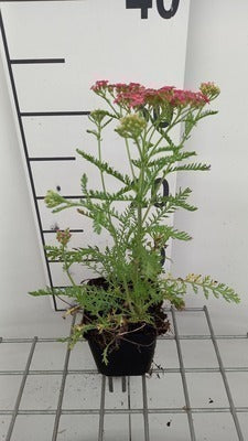Achillea mil. 'Wesersandstein'