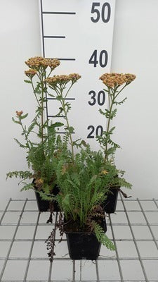 Achillea mil. 'Walter Funcke'
