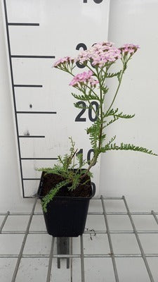 Achillea mil. 'Wonderful Wampee'