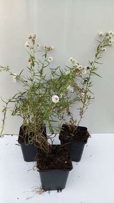 Achillea ptarm. 'Peter Cottontail'