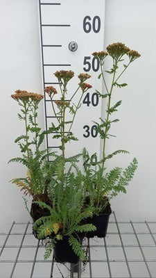 Achillea 'Safran'
