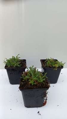 Achillea tom. 'Aurea'