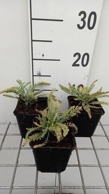 Achillea hybr. 'Taygetea'