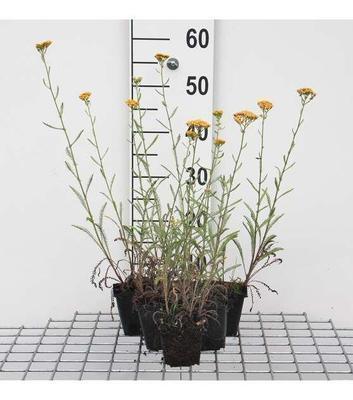 Achillea 'Terracotta'