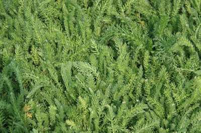 Achillea tomentosa