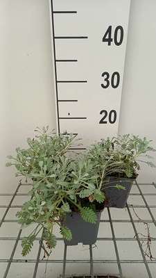 Achillea umbellata