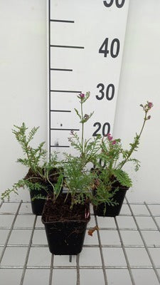 Achillea hybr. 'Velour'