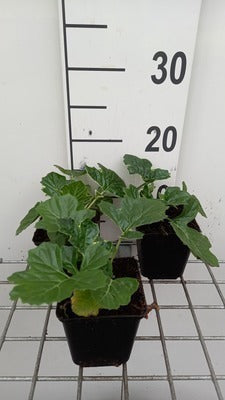 Acanthus hybr. 'White Water'®