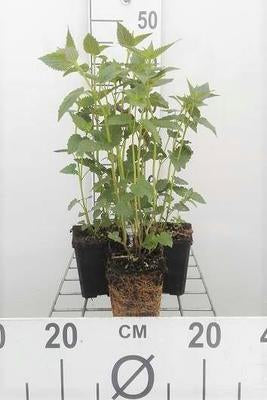 Agastache hybr. 'Black Adder'