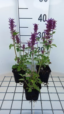 Agastache hybr. 'Blue Boa'