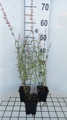 Agastache hybr. 'Firebird'