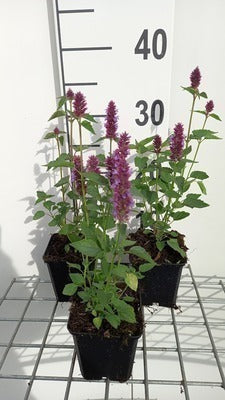 Agastache hybr. 'Beelicious Purple'®