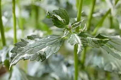 Agastache hybr. 'Crazy Fortune'®