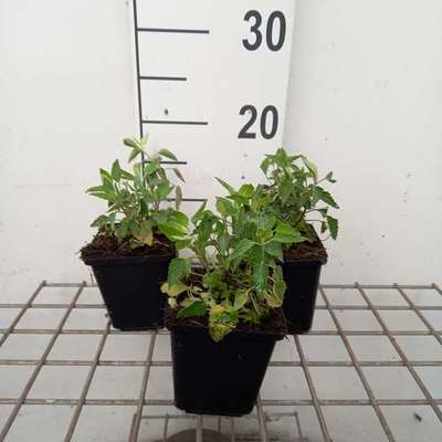 Agastache hybr. 'Fleur'