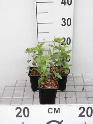 Agastache foeniculum