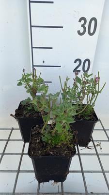 Agastache hybr. 'Kudos Ambrosia'