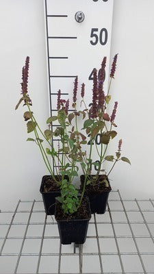 Agastache hybr. 'Little Adder'