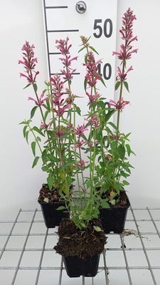 Agastache mexicana 'Red Fortune'®