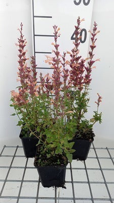 Agastache hybr. 'Mango Tango'