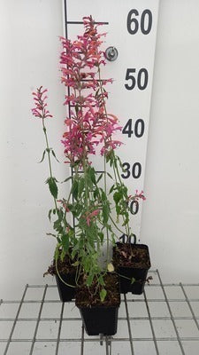 Agastache hybr. 'Tangerine Dream'